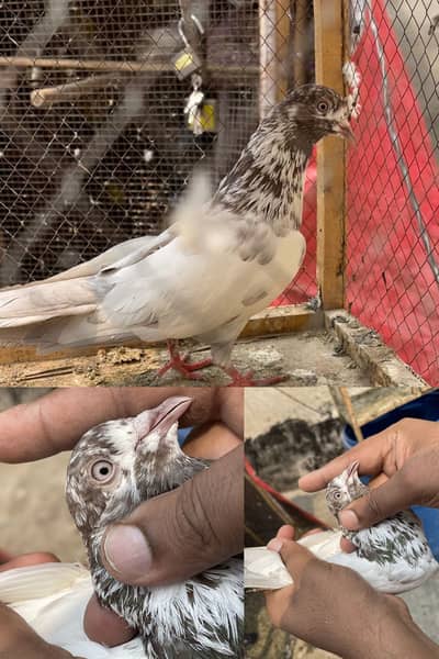 High flying pigeons male female urgent sales