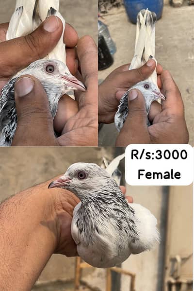 High flying pigeons male female urgent sales