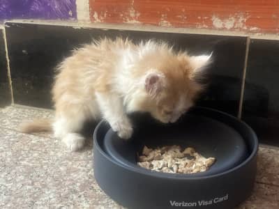 persian cat duble cord