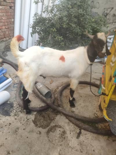 2 Dant Bakra 2026  ,,0322 4400801