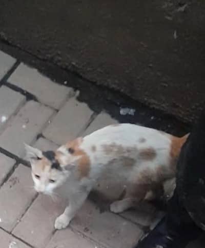 cute cats
