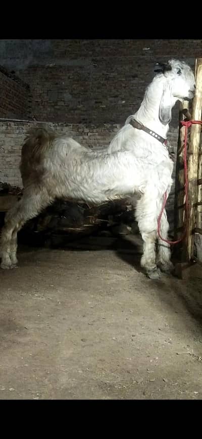 full Healthy 2026 ki qurbani ky Liya best choice