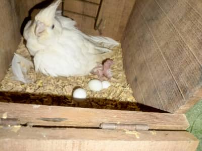 for sale cocktail pair with chicks also pathia pathy available