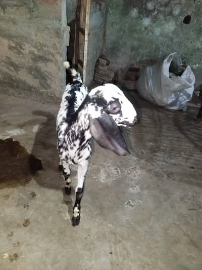 Goat 2 Famales Babies