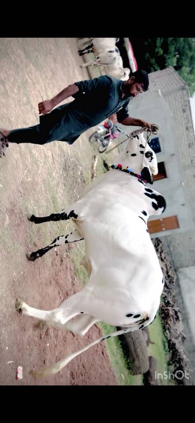 Fateh jangi Bull