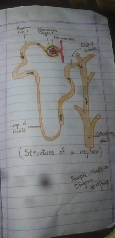 A+ Quality Biology/ chemistry Diagrams 150rs/ page