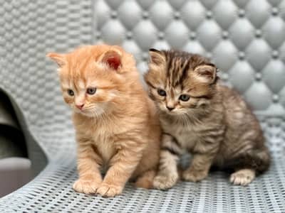Cutest Kittens for Sale