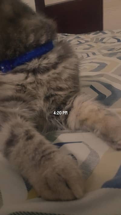urgent sale Persian cats active breed British hai