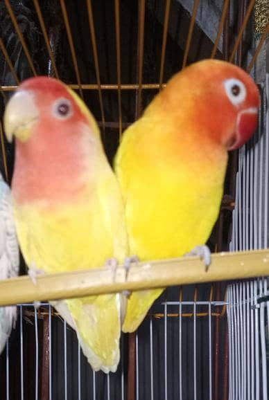 love birds piar for sale
