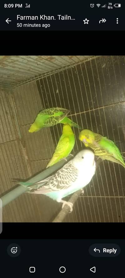 Coctail lovebirds and budgies raw parrots