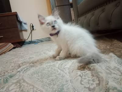 persian himalyan cat Doll face