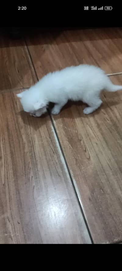 kitten sale