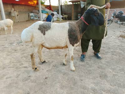 Qurbani Dunbe & Cows Available