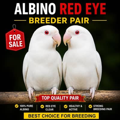 love bird breeder pair