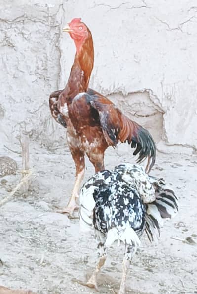 pakstani