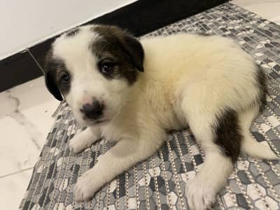 Puppy