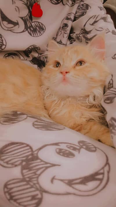 persion cat for sale
