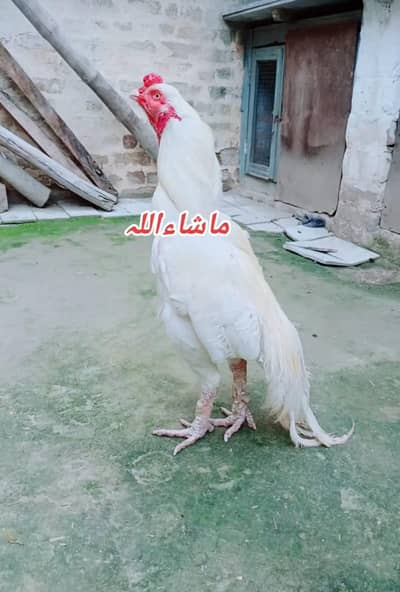 I'm selling my aseel Heera pair urgent