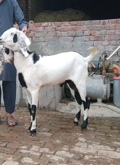 Healthy 2 Danda Bakra For Sale