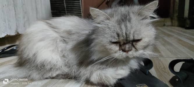 cat for sale
