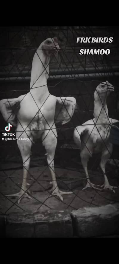 FRK BIRDS FANCY POULTRY