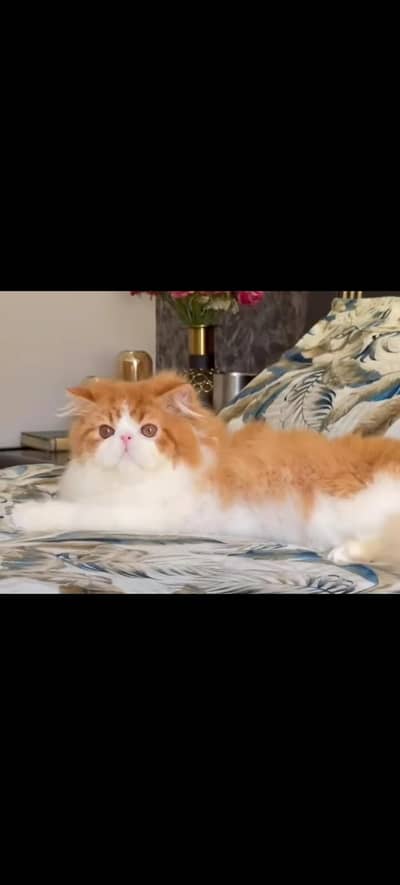 Persian van calico