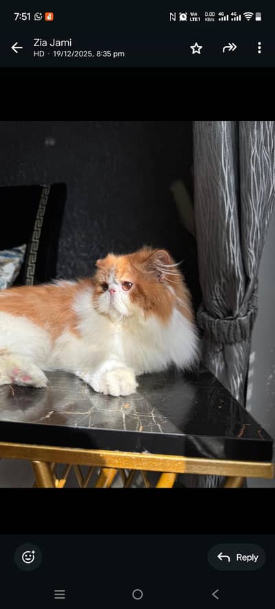 Persian van calico