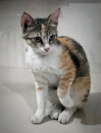 Male Friendly Cat for adoption. .