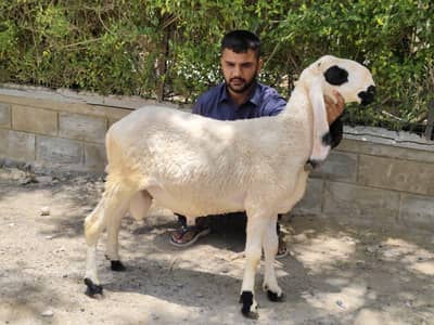 larkana dumba