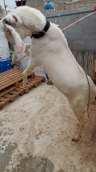 Active and healthy goat