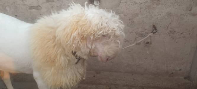 mundra sheep . 0304-4704374