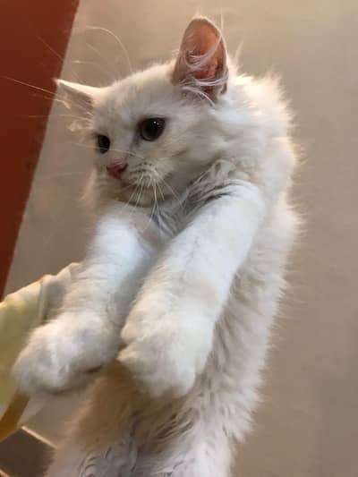 Persian Triple Coated Kitten For Sale