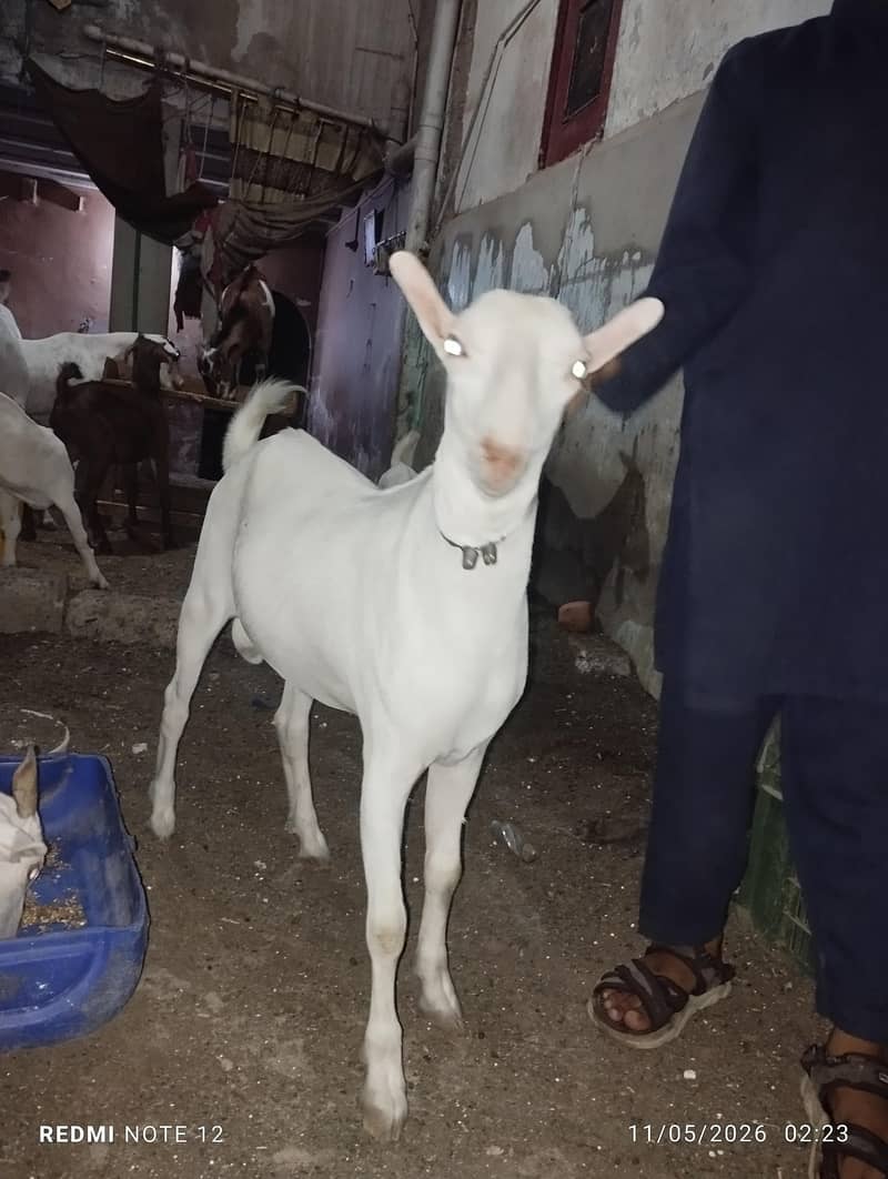 4 Bakra 0