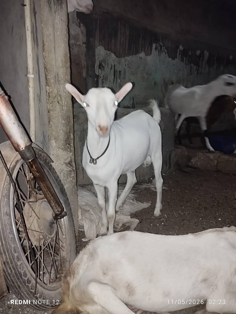 4 Bakra 1