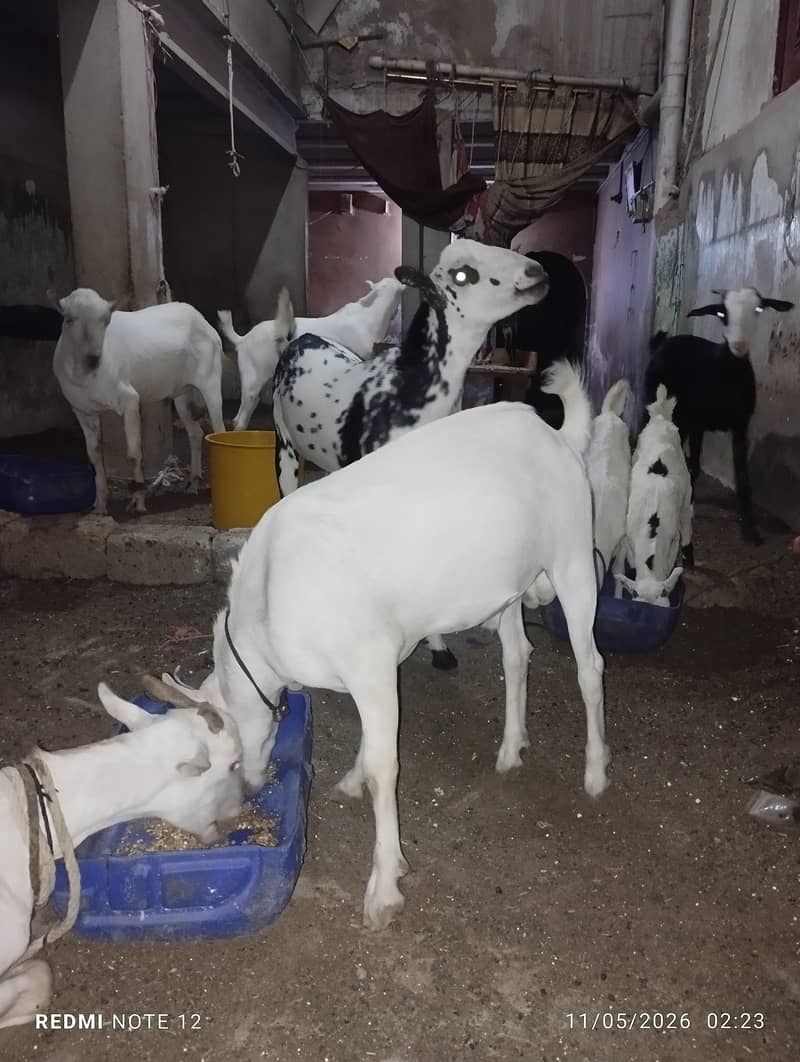 4 Bakra 2