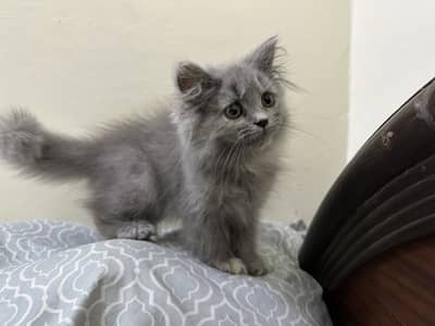 Cat Persian