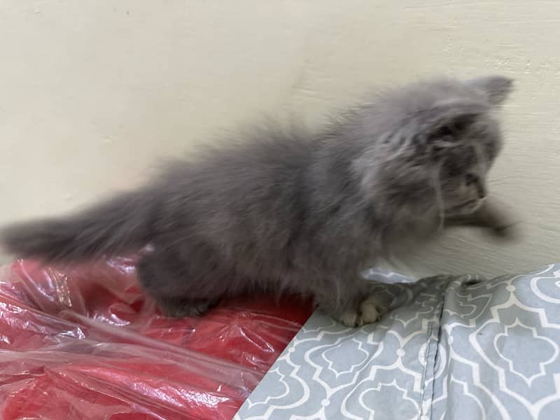 Cat Persian 1