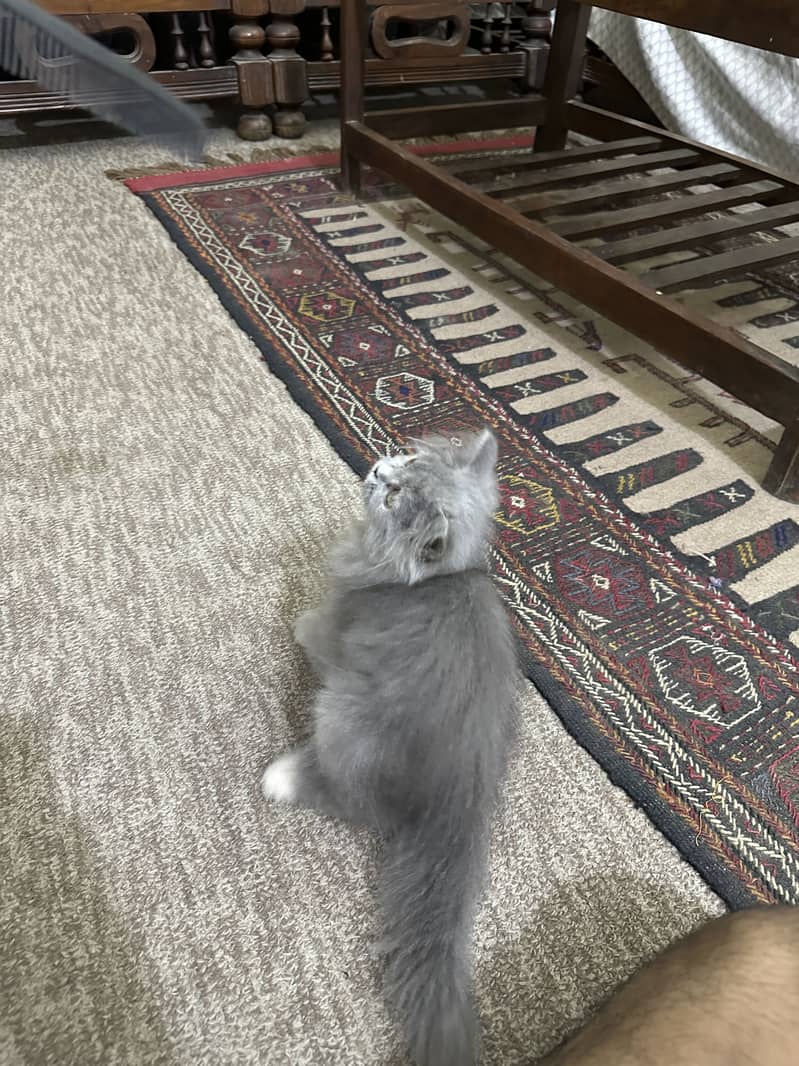 Cat Persian 2