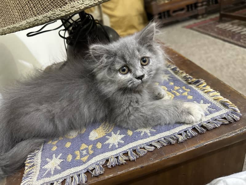 Cat Persian 3