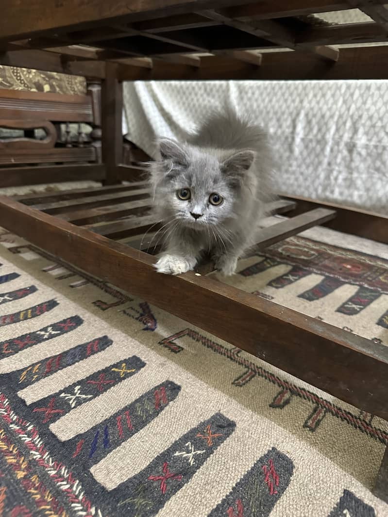 Cat Persian 4