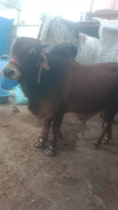 bachra bhot pyara ha urgent sell