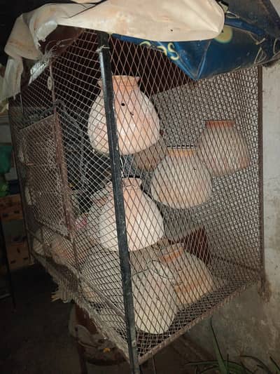 cage & love birds handiyan 100 Rs