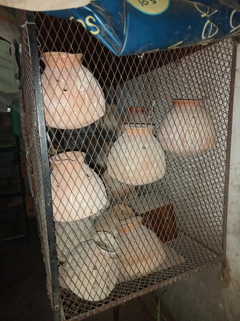 cage & love birds handiyan 100 Rs — photo 2