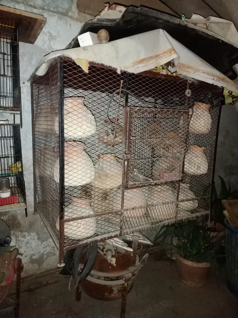 cage & love birds handiyan 100 Rs — photo 3