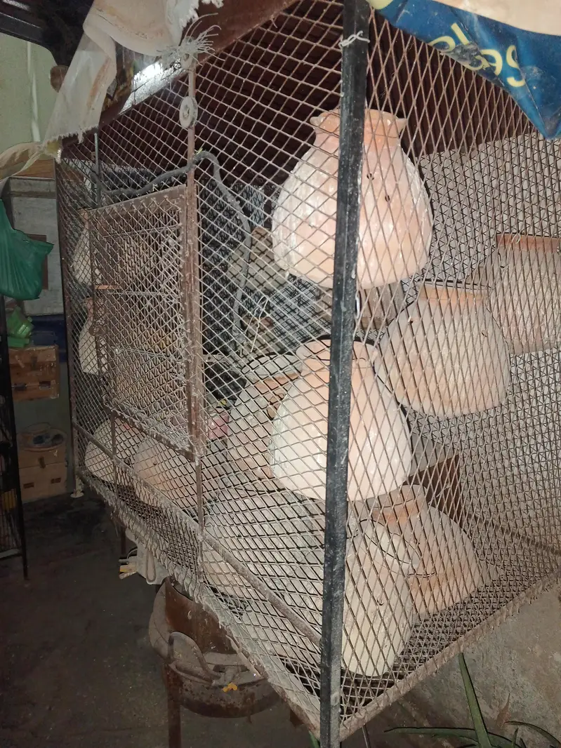 cage & love birds handiyan 100 Rs — photo 4