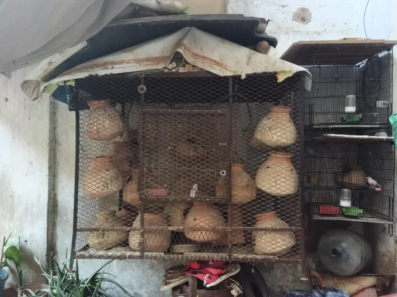cage & love birds handiyan 100 Rs — photo 5
