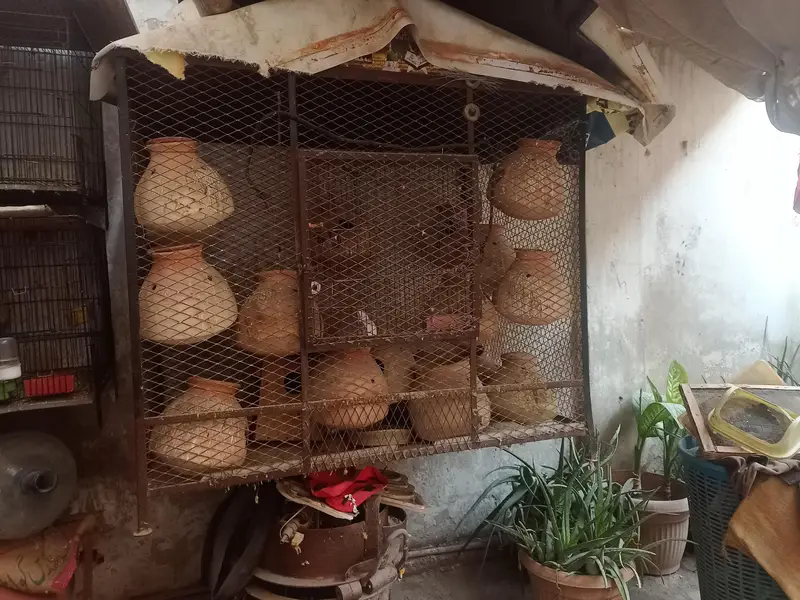 cage & love birds handiyan 100 Rs — photo 6
