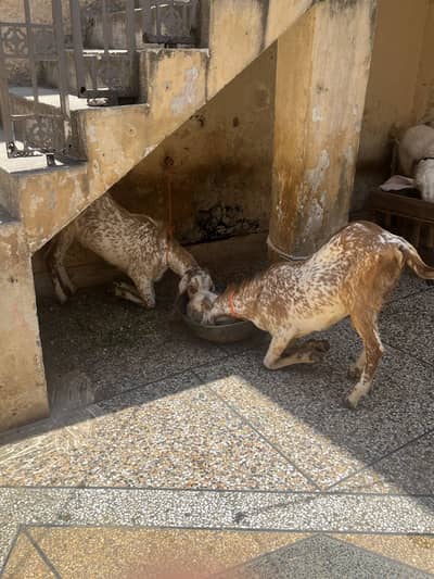 bakra jori for sale