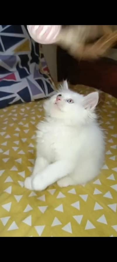 0316 3302586 contact friendly playfully litter tren kitten