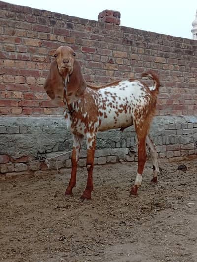 BAKRA FOR SALE EID 2026